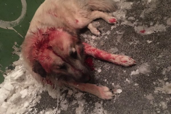 Воркутинцем, убившим собаку, заинтересовалась полиция