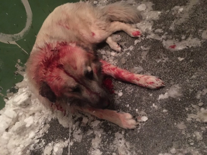 Воркутинцем, убившим собаку, заинтересовалась полиция