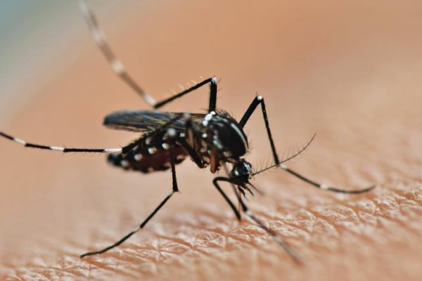 Россияне боятся заразиться ВИЧ от комаров