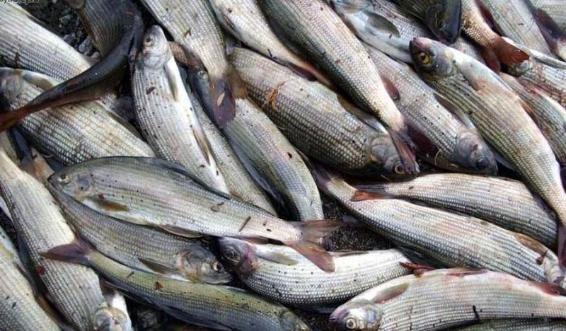 В Вуктыле и Печоре расследуются уголовные дела по фактам незаконной ловли рыбы в нацпарке "Югыд Ва"