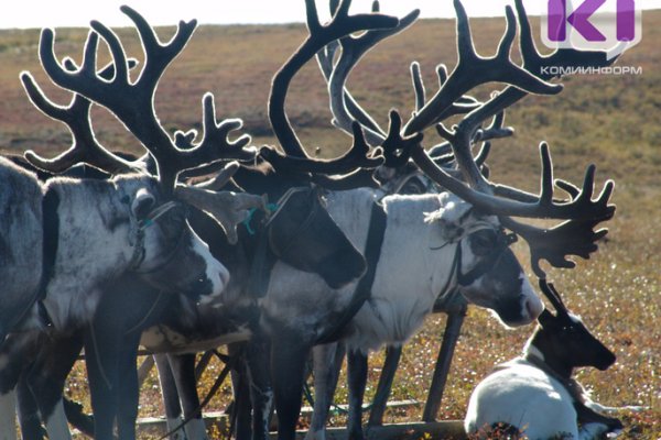 В Коми на северных оленях протестировали препарат от подкожных оводов

