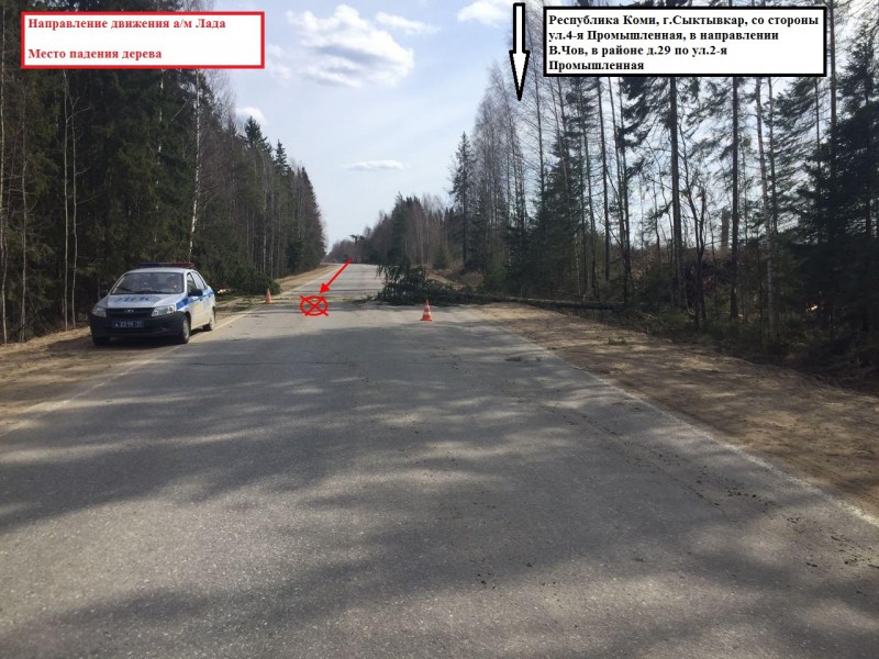 Свидетели ДТП под Сыктывкаром: дерево упало на "Приору" во время движения автомобиля