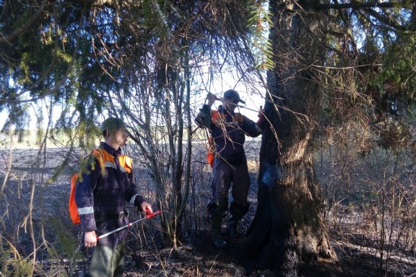 На майских праздниках жители Коми спалили 25 тыс. кв. метров травы 