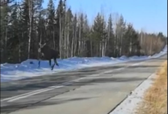 На трассе в Коми лось убегал от медведя