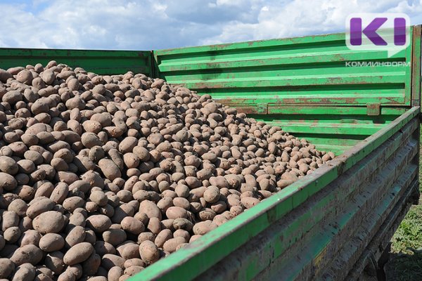 Картофель из девяти южных районов Коми запрещен к посадке - Россельхознадзор Коми