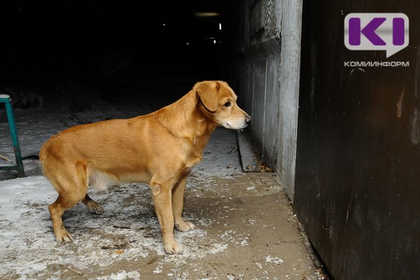 Житель Усинска взыскал с администрации моральный вред за укус собаки