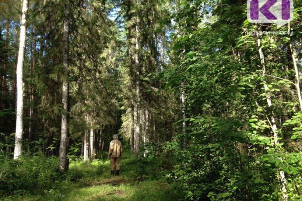 В Корткеросском районе Коми в лесу пропал мужчина