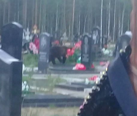В Ухте медведь пришел на Успенское кладбище