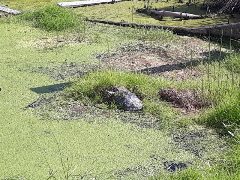 В сыктывкарском пруду поселилась красноухая черепаха