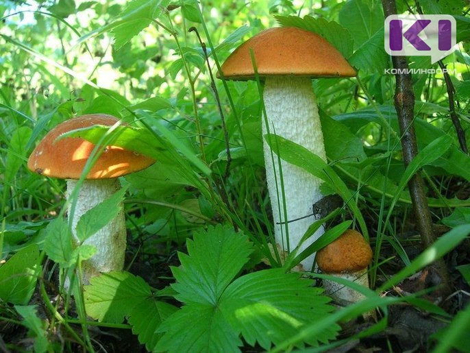 Раннему выходу грибов в лесах Коми способствовал теплый май