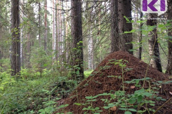 Вблизи Сыктывкара вырубят более десяти гектаров леса