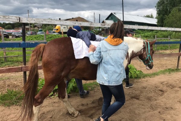 Конь Княж лечит детей Коми от аутизма, паралича и артрита