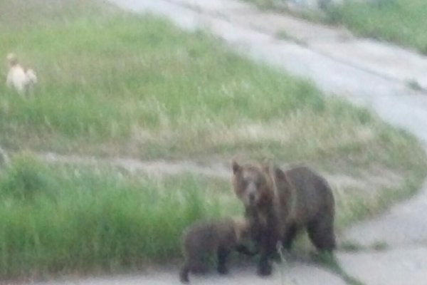 В поселок Белый-Ю пожаловала медведица с медвежонком