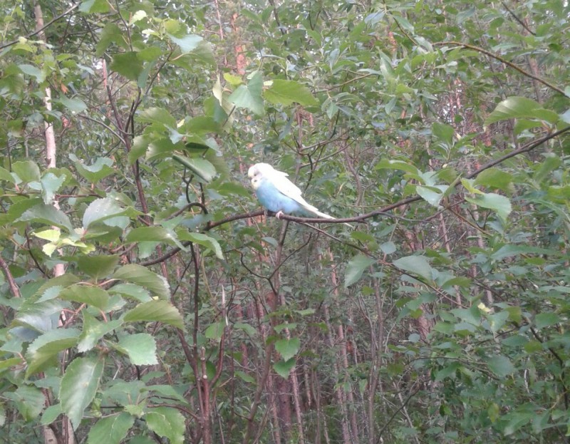 В Ижемских лесах завелась экзотическая птица