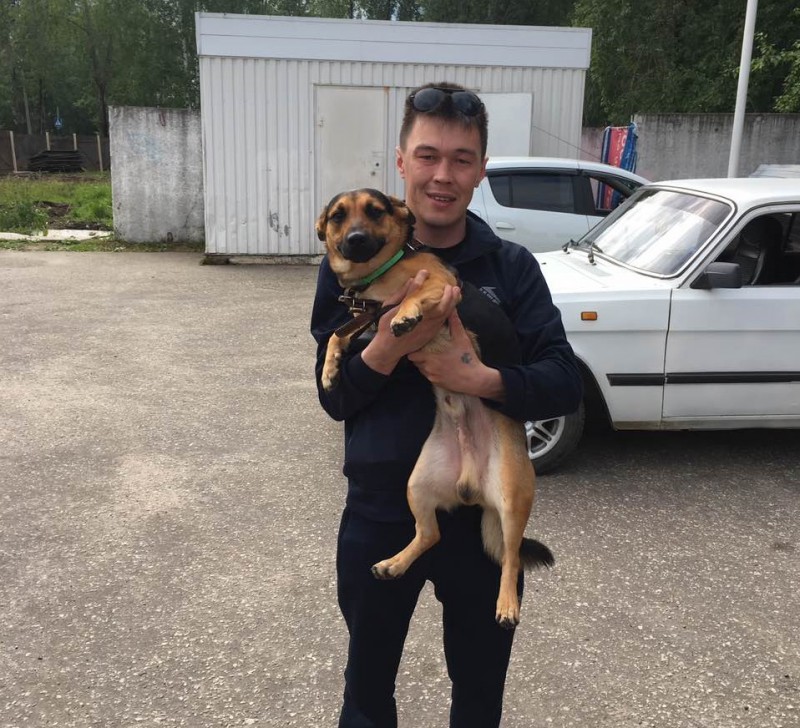 Пса из Салехарда, который отстал от поезда в Микуне, забрали домой хозяева