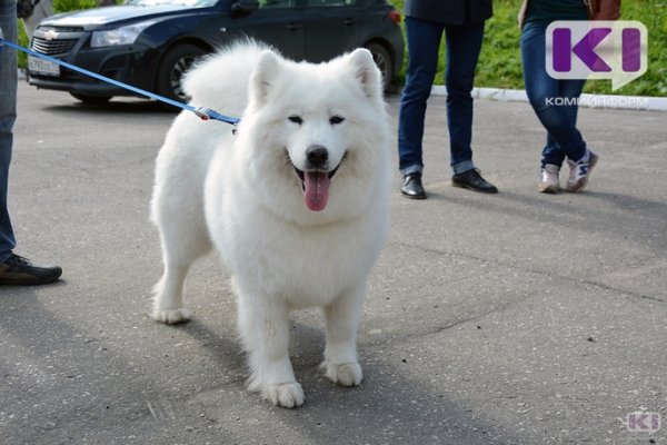 В Сосногорске пройдет всероссийская выставка собак