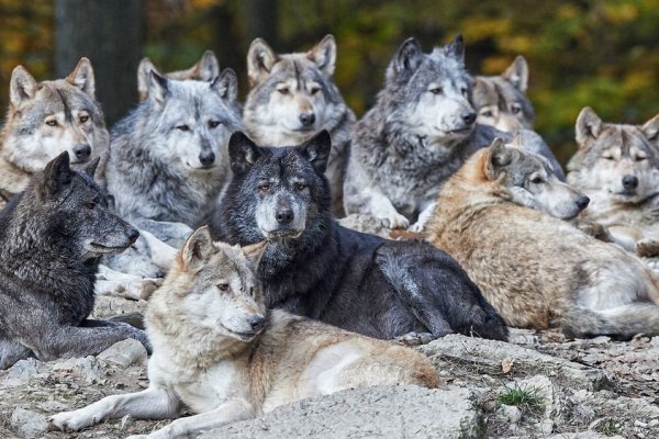 В Выльгорте сторож сообщил о появлении 12 волков