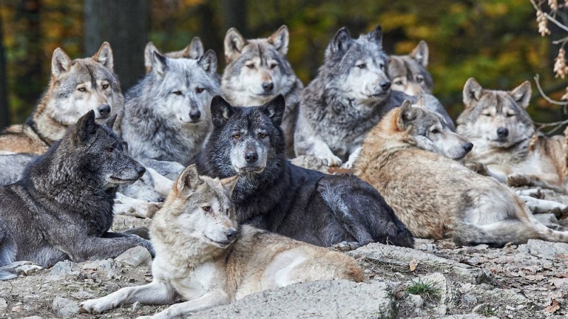 В Выльгорте сторож сообщил о появлении 12 волков