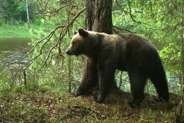 Ученый Александр Лазников научил определять размер медведя по следам