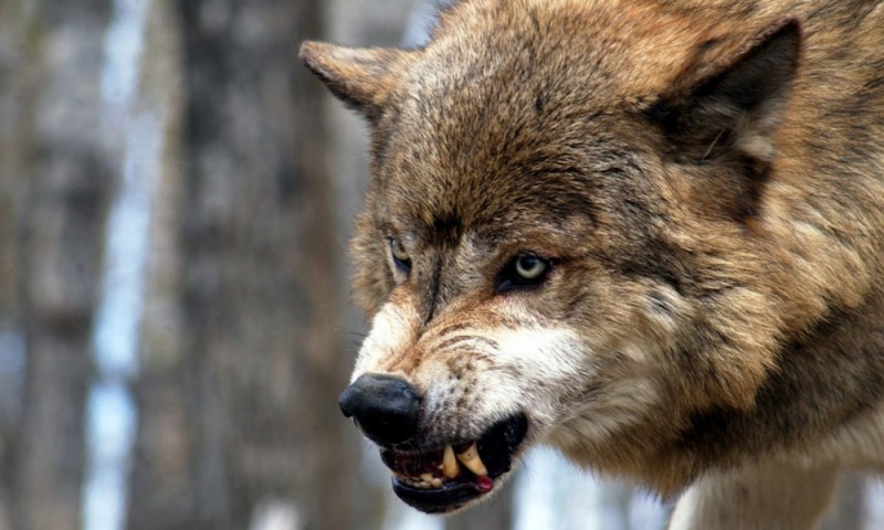 В Ёдве волк-одиночка снова вышел на охоту 

