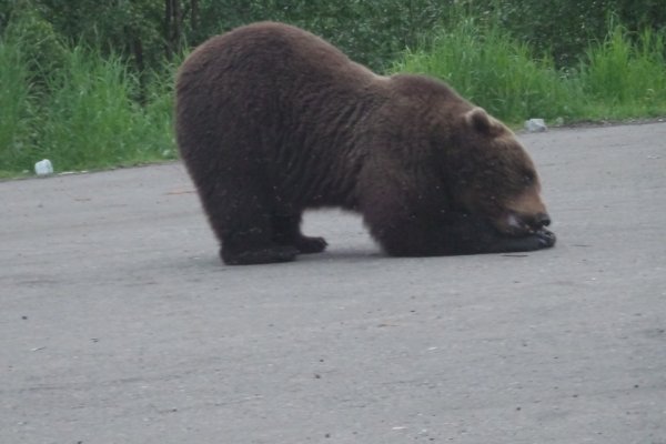 В поселке Подзь вновь замечен медведь