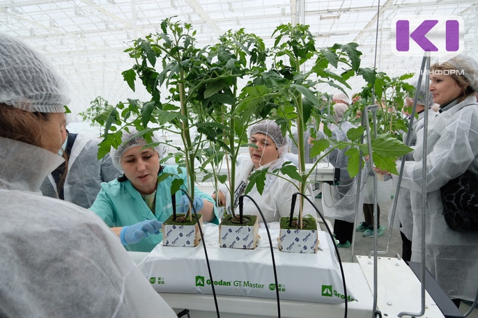 Будет вам урожай: в канун Дня Республики Коми открылся тепличный комплекс "Сосногорский"

