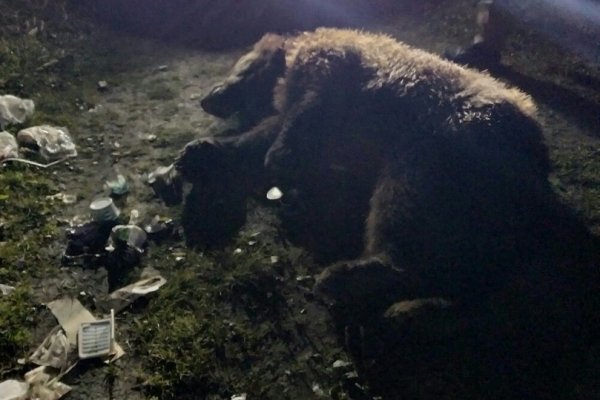 В Троицко-Печорске отстрелили медведя 