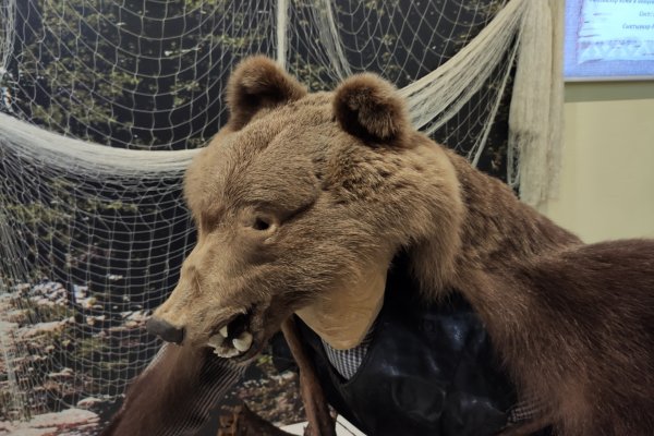 В Коми под отстрел попали шесть медведей из Ухты и Усть-Цильмы 