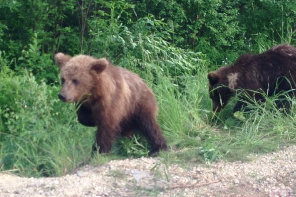 Медвежата съели урожай ухтинских дачников