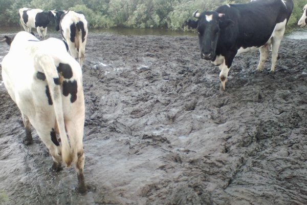В Ижемском районе на месте дойки коров ликвидировали последствия подтопления