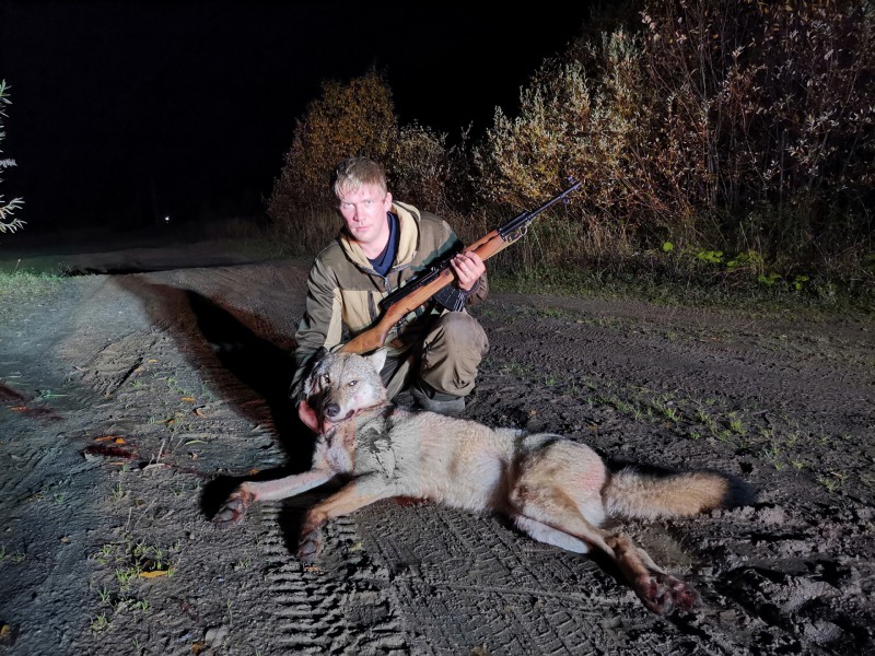 В Микуне охотники добыли огромную волчицу 