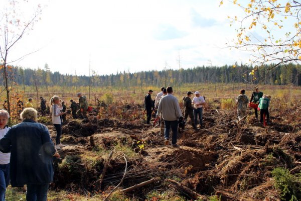 Шатры из парашютов, дискотека в тайге и экоповедение: Коми приняла участие во всероссийской акции по сохранению лесов 