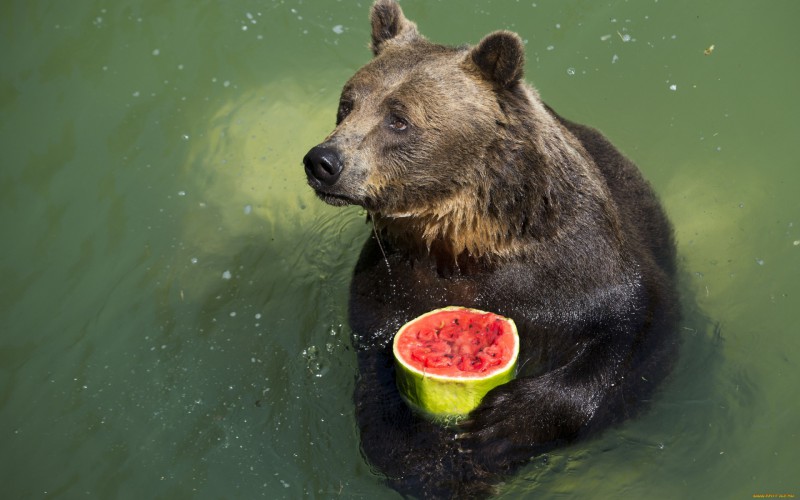 В Княжпогостском районе медведи игнорируют приманки с мясом, предпочитая огороды с морковкой 