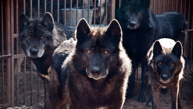 Тьма в Койдине: волки хозяйничают по неосвещенным улицам поселка 