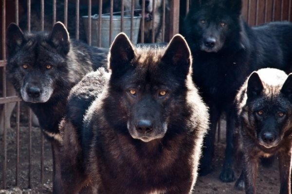 Тьма в Койдине: волки хозяйничают по неосвещенным улицам поселка 