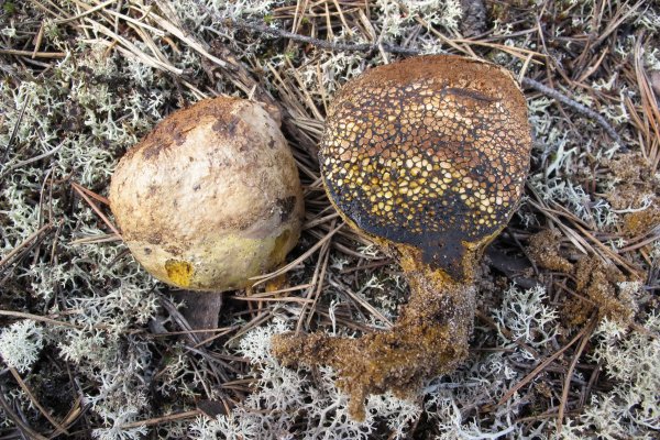 В Коми ученые-биологи ежегодно находят несколько десятков новых грибов
