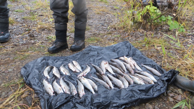 В Коми на территории заказника "Уньинский" задержали восьмерых браконьеров