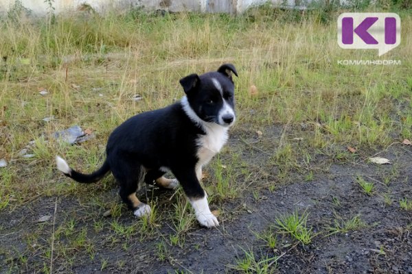 Соседи и их собаки: как Ухта и Сосногорск решают вопрос численности безнадзорных животных