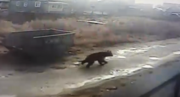 В поселке Белый Бор медведь унес мешок с мусором в лес 