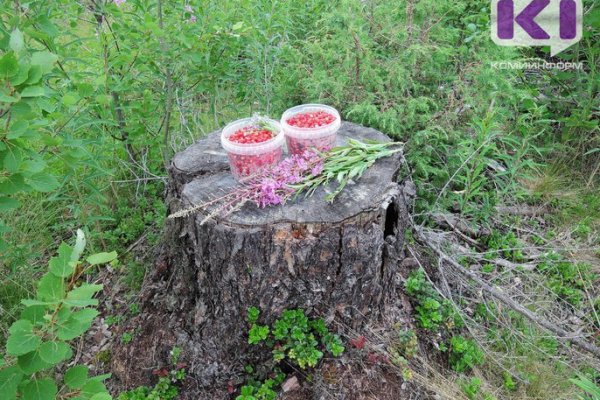 В Сосногорском районе урожай клюквы довел женщин до спасателей 