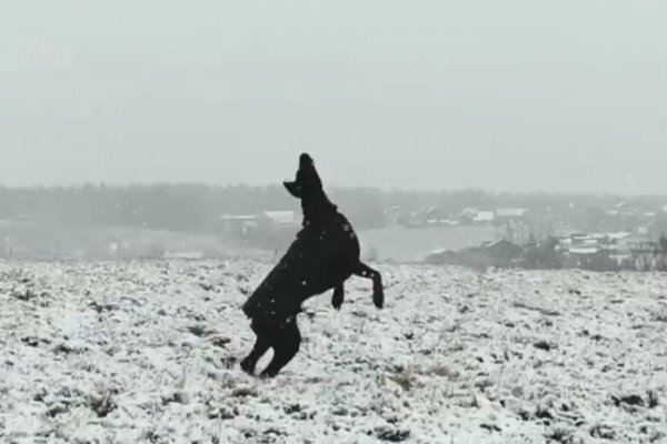 Жительница Удорского района сняла на видео радующегося первому снегу питомца