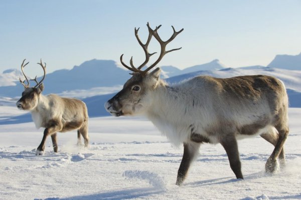 Mondi и WWF России: новое партнерство для сохранения дикого северного оленя
