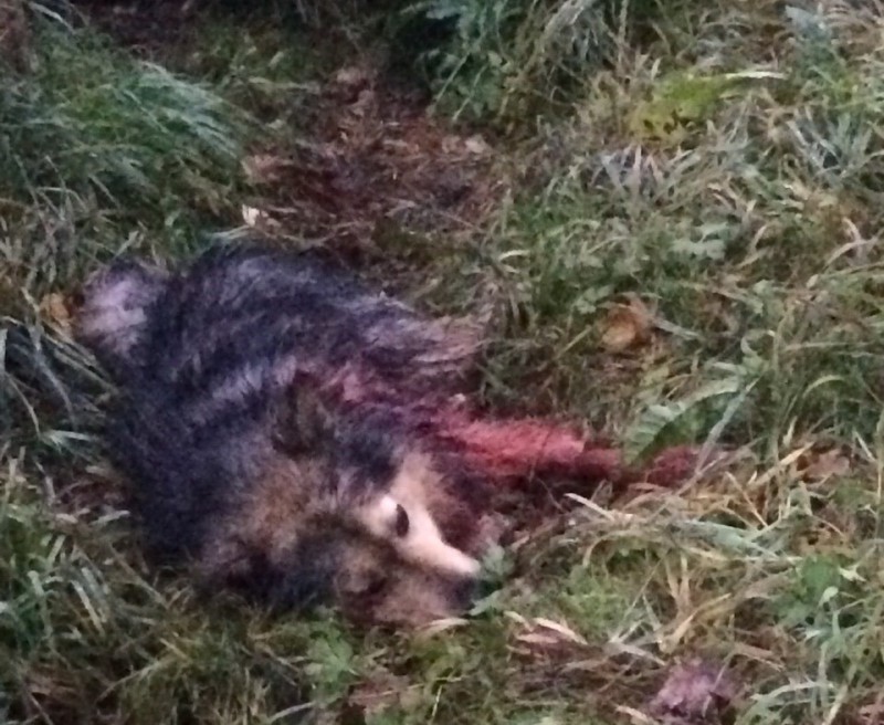 Труп до смерти забитой собаки из Сысольского района отправят на экспертизу