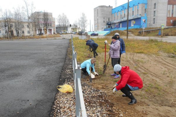 В Койгородском районе занялись масштабной посадкой деревьев