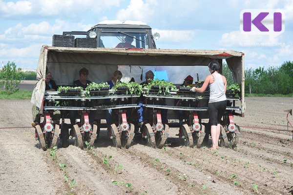 Сводки с полей: предварительные итоги о ходе уборки урожая в Коми