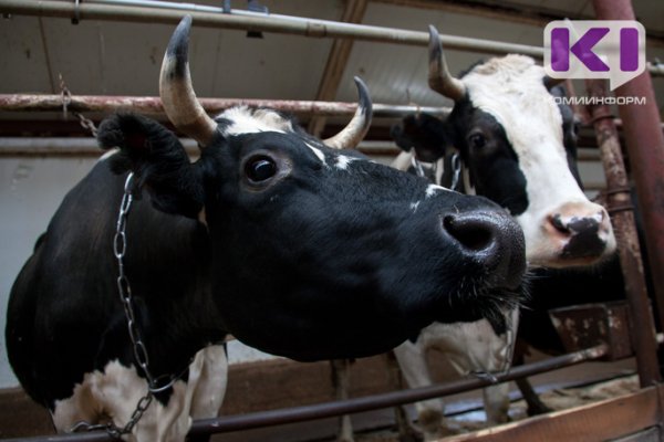 В Коми молочная ферма оштрафована за антисанитарию