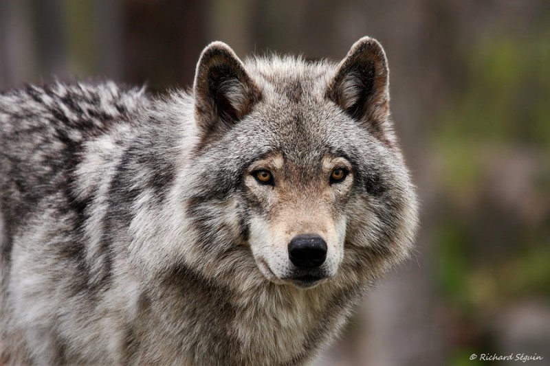 В Визинге создали ТОС "Волчица" для борьбы с волчьим террором
