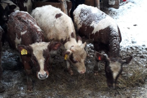 Специалисты Минсельхоза проверяют практикуемый на ферме в Сыктывдине холодный метод выращивания бычков