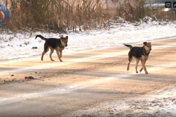 Обнаглевшие бездомные собаки в Ухте снимают шапки с детей и убегают