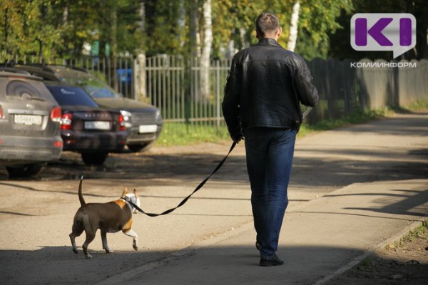 В Сыктывкаре женщина отсудила компенсацию за покусанного собакой сына